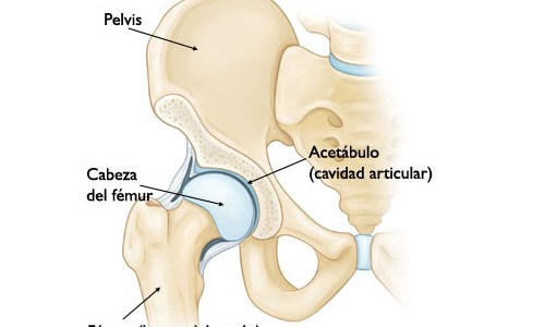 Cadera y Pelvis